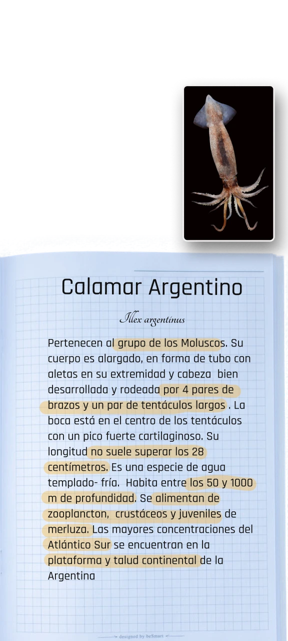 Carpeta Info Calamar Mobile